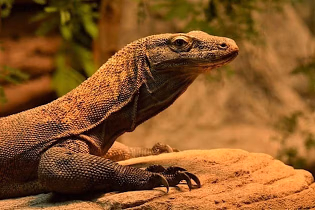 Loài rồng Komodo là động vật bản xứ trên một số quần đảo ở Indonesia. Chúng hầu như ăn mọi con mồi, từ chim nhỏ tới trâu nước, thậm chí cả đồng loại. Ảnh: twinkl.com.vn.