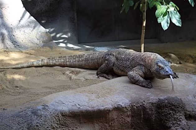 Các nhà khoa học phát hiện hàm răng của rồng Komodo phủ một lớp sắt giúp rìa răng sắc như dao cạo và siêu cứng. Nhờ đó, chúng có lợi thế trong tấn công, xé xác và ăn thịt con mồi. Ảnh: twinkl.com.vn.