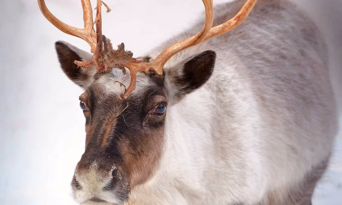 Xét về tên gọi, hầu hết tên của các con tuần lộc như Dasher, Dancer, Prancer, Comet, Cupid, Donner và Blitzen đều không thể hiện rõ giới tính. Tuy nhiên, cái tên Vixen, vốn dùng để chỉ con cái, cho thấy ít nhất một trong số chúng chắc chắn là cá thể cái. Ảnh: Arh-sib/Shutterstock.com.