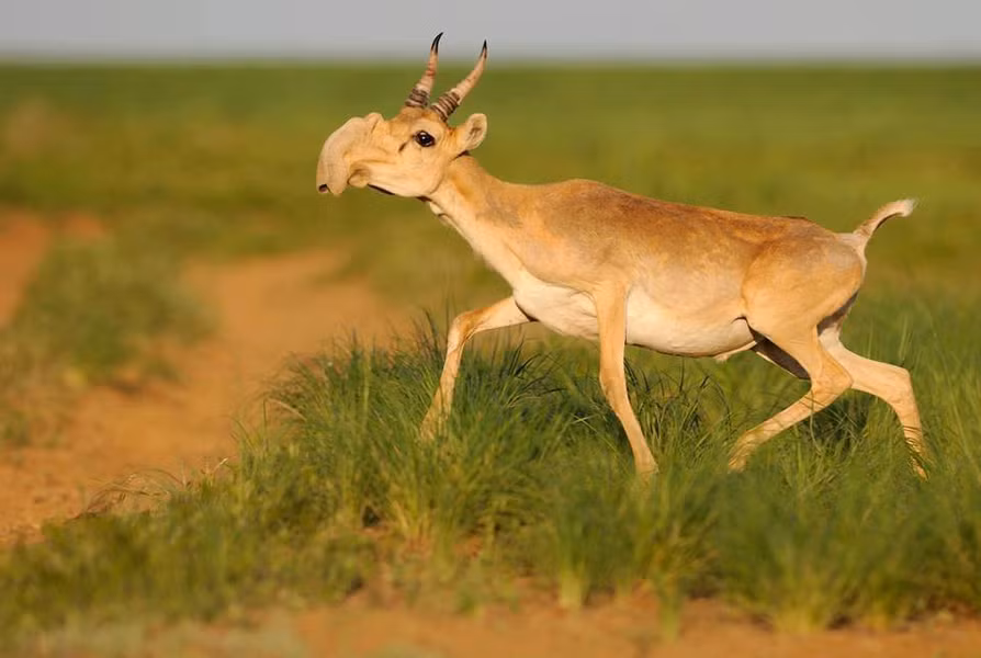 Rất khó khăn để bắt gặp chúng ngoài tự nhiên vì loài linh dương saiga này cực kỳ nhút nhát và thường chạy trốn khi phát hiện ra con người.