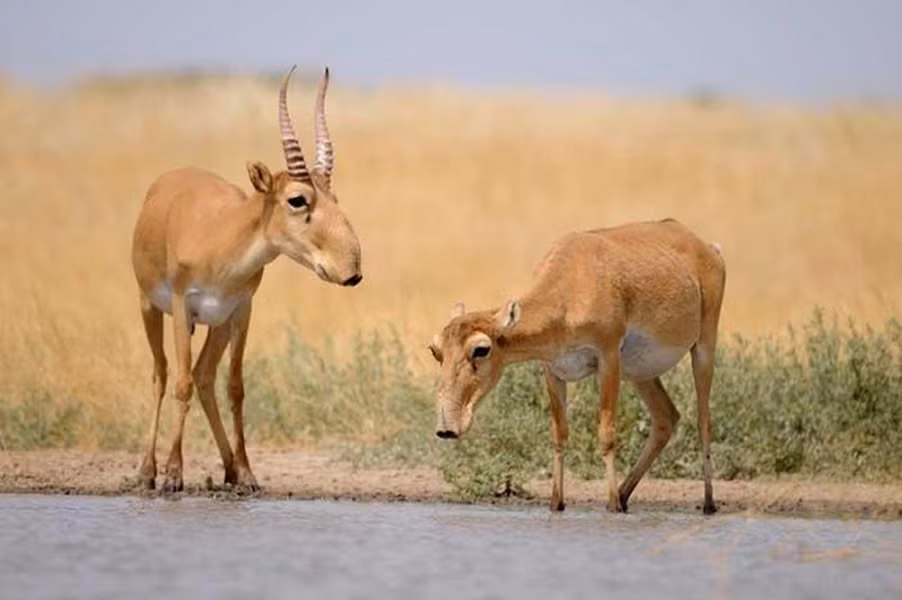 Với cái mũi hình vòi trứ danh, linh dương Saiga được Liên minh Bảo tồn thiên nhiên quốc tế (IUCN) phân loại vào nhóm cực kỳ nguy cấp, bên bờ vực tuyệt chủng.