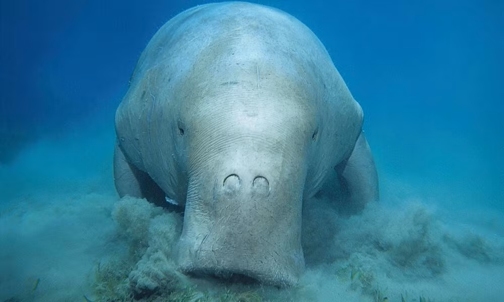 Bò biển có tên khoa học Dugong dugon. Đây là loài thú biển thuộc họ cá cúi, được xếp vào nhóm sắp nguy cấp trong Sách đỏ của Liên minh Bảo tồn Thiên nhiên Quốc tế (IUCN) năm 2023. Ảnh: worldwildlife.