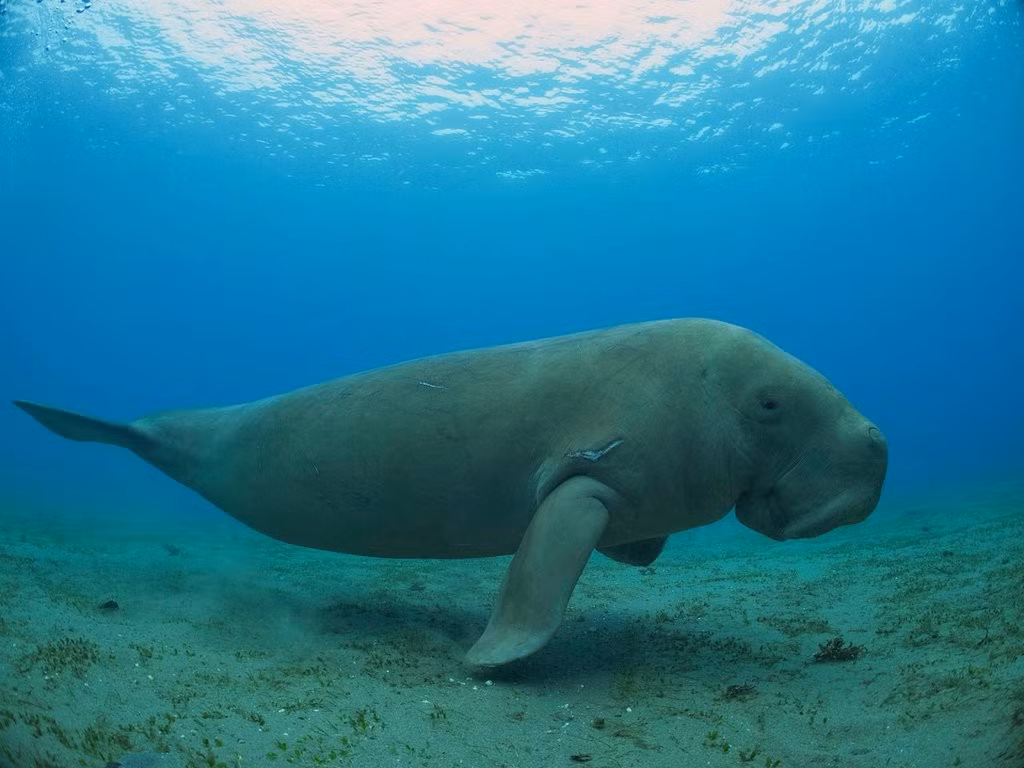 Theo các chuyên gia, cá Dugong xuất hiện ở vùng biển Côn Đảo và Phú Quốc. Trong đó, Côn Đảo được xem là địa điểm có nhiều điều kiện thuận lợi cho các loài cỏ biển phát triển, nơi sinh tồn của nhiều loài sinh vật biển quý hiếm như rùa biển và dugong. Ảnh: australian.museum.