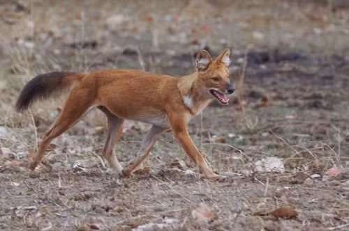 Chó sói đỏ hay còn gọi chó sói lửa, sói lửa, sói đỏ, có tên khoa học là Cuon alpinus. Loài này thuộc danh mục danh mục động vật rừng nguy cấp, quý, hiếm nhóm IB (Nghị định 06/2019/NĐ-CP). Ảnh: janconl – some rights reserved (CC BY-NC-SA).