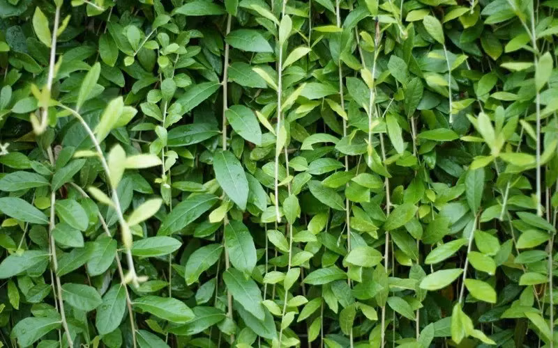 Do vậy, khi trồng cúc tần Ấn Độ, gia chủ nên cắt tỉa cây định kỳ, tránh để dây leo buông xuống sát đất khiến rắn bò vào. Ảnh: vnfarm.com.vn.