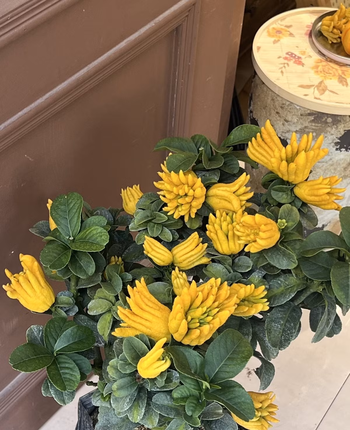 Cây thuộc dạng thân gỗ nhỏ hoặc cây bụi thường xanh, có gai, lá dài, dày và đặc biệt tỏa mùi thơm đậm hơn các loài cam quýt khác.