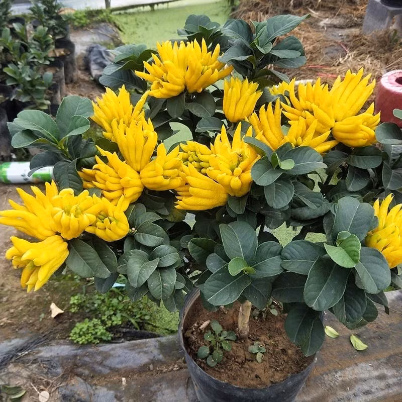 Bên trong quả gần như toàn cùi, không có tép nước và hạt nên Phật thủ không dùng để ăn tươi mà chủ yếu để làm cảnh, làm thuốc hoặc chế biến.