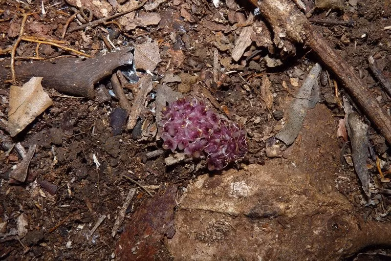 Rhizanthella gardneri bắt đầu ra hoa vào cuối tháng 5, đầu tháng 6. Mỗi cây cho ra tới 100 hoa nhỏ, hướng vào trong, với màu sắc đa dạng từ màu kem đến đỏ. Những cánh hoa được bao quanh bởi 6 - 12 lá lớn có màu kem hoặc hồng kem. Ảnh: csiro.au.