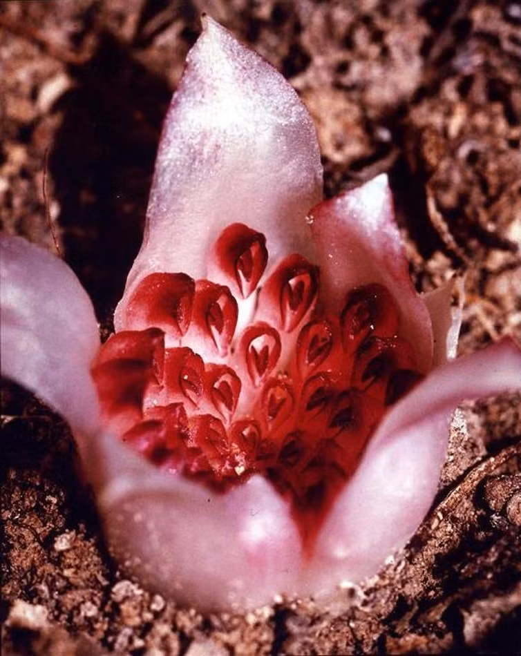 Cây hoa lan Rhizanthella gardneri chỉ sống trong các vùng đất mọc cây bụi ở phía Tây Australia. Ảnh: csiro.au.