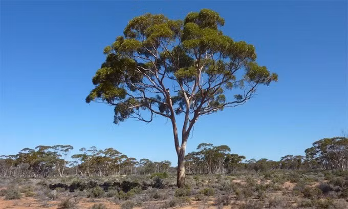 Cây bạch đàn có tên khoa học là Eucalyptus marginata, phân bố ở nhiều nơi trên thế giới, bao gồm Việt Nam. Đây là loại cây nổi tiếng thế giới khi có thể hút vàng lên lá. Thông tin này được Tổ chức Nghiên cứu Khoa học và Công nghiệp Australia (CSIRO) công bố trên tạp chí Nature Communications vào năm 2013. Ảnh: Iflscience.