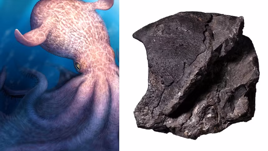 mauu-8.png