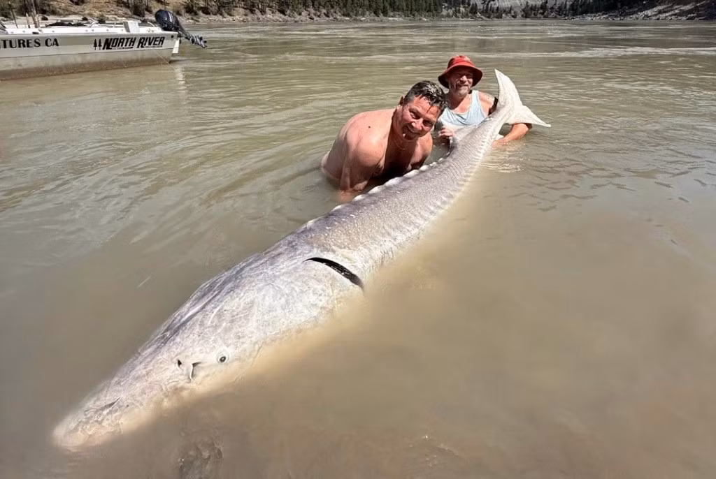 Công ty River Monster Adventures - đơn vị tổ chức chuyến đi câu cho biết con cá tầm trắng khổng lồ trên được mệnh danh là "Ghost" (Bóng ma) vì nó được nhìn thấy suốt 15 năm nhưng chưa ai từng bắt được.