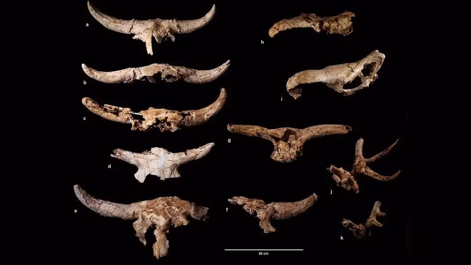 Một nghiên cứu mới cho thấy người Neanderthal đã cố tình thu thập và sắp xếp các hộp sọ động vật có sừng và gạc trong một hang động ở khu vực ngày nay là Tây Ban Nha. Họ làm việc này trong hàng thế kỷ cho thấy người Neanderthal có những tập quán văn hóa phức tạp cách đây hơn 43.000 năm. Ảnh: Baquedano et al. Nature Human Behaviour (2023) CC-BY-4.0.