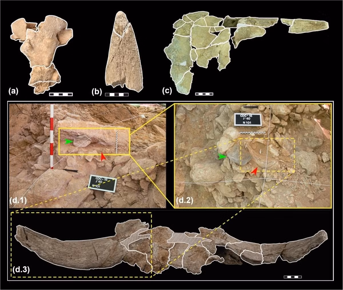 Chuyên gia Villaescusa Fernández cho hay lý do chính xác tại sao người Neanderthal lại thu thập những hộp sọ này vẫn chưa rõ ràng nhưng việc lựa chọn, xử lý và sắp xếp các hộp sọ động vật có sừng trong một hang động mà họ không sinh sống "làm nổi bật khả năng thực hiện các hoạt động văn hóa không liên quan trực tiếp đến sự sinh tồn". Ảnh: L. Villaescusa et al., Archaeological and Anthropological Sciences (2026); CC BY 4.0.