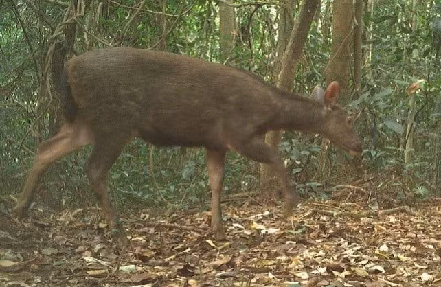 Toàn thân của mang Trường Sơn bao phủ lớp lông mịn màu vàng nâu hoặc vàng rỉ sắt. Chúng có 4 chân mảnh khảnh, đuôi mập. Cá thể đực có sừng ngắn không phân nhánh. Ảnh: Vườn Quốc gia Phong Nha - Kẻ Bàng.