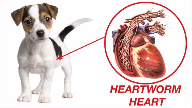 Giun tim là loài ký sinh ở trong trái tim của chó và mèo. Trong thế giới tự nhiên, giun tim xâm nhập vào cơ thể động vật thông qua ký chủ trung gian là muỗi. Ảnh: maraboonvet.