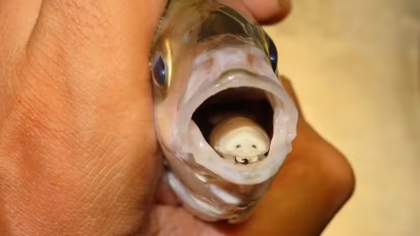 Cymothoa exigua là một trong những loại ký sinh trùng đáng sợ nhất thế giới. Chúng thường được biết đến như con rận ở lưỡi cá. Những sinh vật nhỏ bé này xâm nhập vào cá thông qua mang rồi bám chặt vào gốc lưỡi cá. Ảnh: Shutterstock.