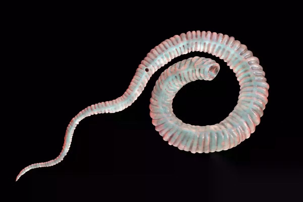 Dracunculus medinensis (tên thường gọi là giun Guinea) là một loại sinh vật ký sinh ở người. Loài giun này có thể xâm nhập vào cơ thể con người khi họ vô tình uống phải nguồn nước chứa bọ chét (ký chủ trung gian của giun Guinea). Ảnh: Shutterstock.