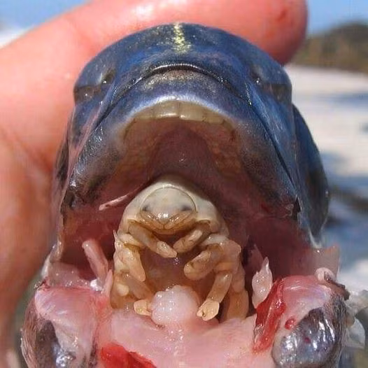 Ký sinh trùng Cymothoa exigua sẽ liên tục hút máu, khiến lưỡi cá bị cắt khỏi nguồn dinh dưỡng, dần khô héo và rụng đi. Việc mất lưỡi sẽ không khiến con cá chết đi. Thay vào đó, loài ký sinh trùng này trở thành vật thay thế cho thứ mà nó lấy đi. Ảnh: Oddity Central.