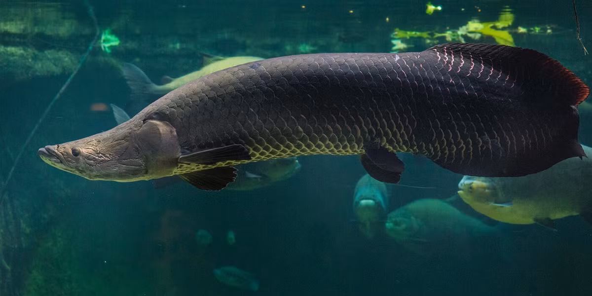 Còn được gọi là cá hải tượng long, cá Pirarucu hay Paiche (danh pháp khoa học là Arapaima), cá Arapaima là một trong những loài cá nước ngọt lớn nhất thế giới. Khi trưởng thành, chúng có thể đạt chiều dài 4m, nặng tới 300 kg. Ảnh: nationalzoo.si.edu.