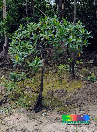 Cây vẹt (còn gọi là vẹt dù, vẹt rễ lồi) có tên khoa học là Bruguiera sexangula. Đây là loài cây phổ biến ở nhiều quốc gia, vùng lãnh thổ trên thế giới như: Quần đảo Caroline, Fiji, Thái Lan, Myanmar, Ấn Độ, Sri Lanka, Việt Nam... Ảnh: Ria Tan.