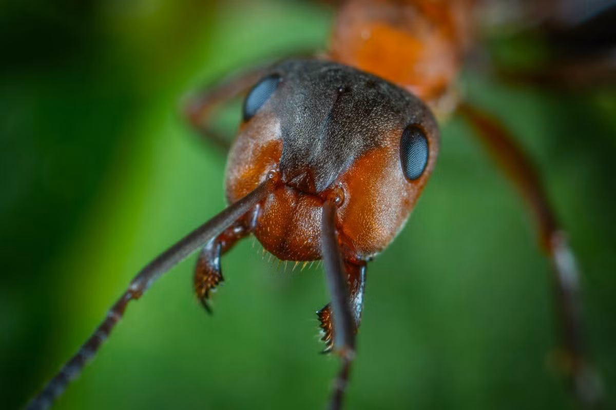 "Đội quân kiến" đã cắn đứt dây điện, làm tổ trong hộp phân phối cáp quang... gây ra mất điện, mất kết nối Internet và làm hư hại cơ sở hạ tầng. Ảnh: da.news.