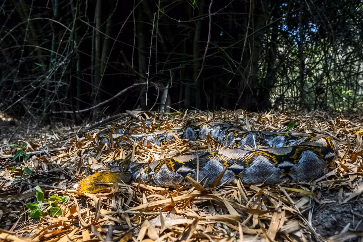 Trăn gấm (tên khoa học Malayopython reticulatus) là loài động vật hoang dã thuộc danh mục nguy cấp, quý hiếm nhóm II B (nhóm động vật nghiêm cấm khai thác và sử dụng). Ảnh: thainationalparks.
