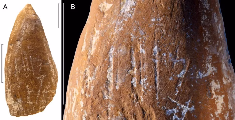 Một nghiên cứu mới phát hiện ra rằng, người Neanderthal đã chế tạo "bút chì màu" màu đỏ và vàng từ hàng chục nghìn năm trước, bằng cách sử dụng nhiều kỹ thuật khác nhau để mài sắc các cạnh của dụng cụ thành một "cây bút màu" hoàn hảo. Ảnh: d'Errico et al., Sci. Adv. 11, eadx4722; CC BY 4.0.