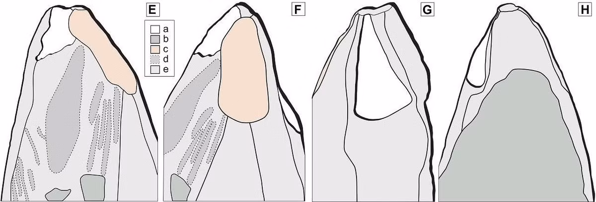 Trong trường hợp này, các nhà nghiên cứu cho rằng nếu người Neanderthal sử dụng đất son cho các mục đích khác, chẳng hạn như thuộc da, thì họ sẽ không cần làm nhọn phần đầu của bút. Ảnh: d’Errico et al., Science Advances (2025); CC BY 4.0.