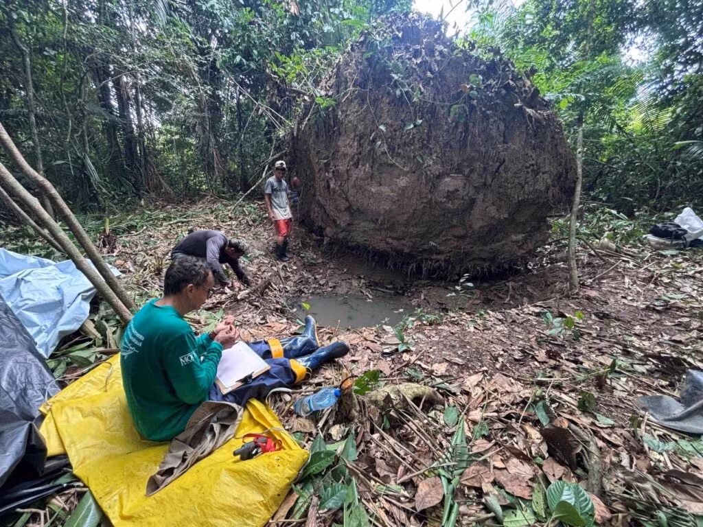 Những phát hiện tương tự đã được tìm thấy ở khu vực Solimões. Trong những trường hợp này, bình đựng tro cốt có nắp đậy "tượng trưng" cho đầu, các cấu trúc ở 2 bên mô phỏng các chi. Ảnh: Geórgea Holanda/Mamirauá Institute.
