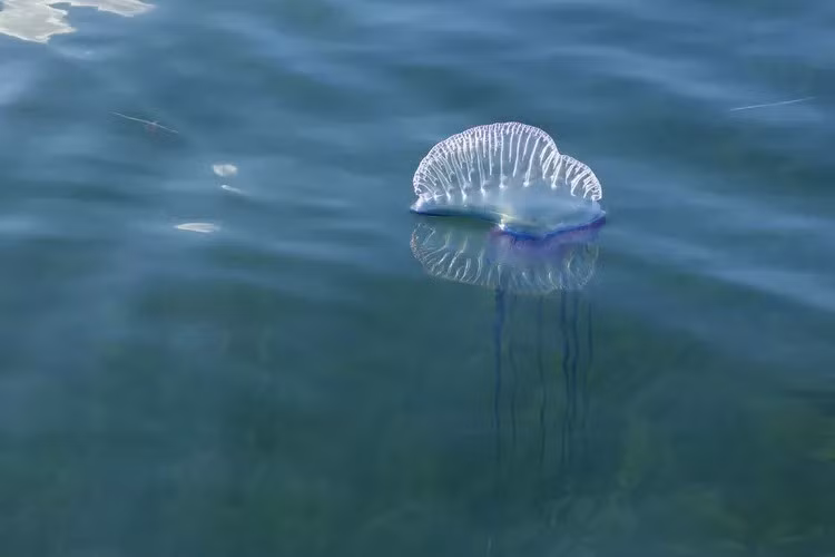 Những người đi biển được cảnh báo tránh chạm vào sinh vật Portuguese Man O' War ngay cả khi chúng đã chết bởi các xúc tu vẫn có thể gây ra vết đốt đau đớn. Đồng thời, mọi người hãy cảnh giác khi đi dạo ở bờ biển. Ảnh: IDANIA LE VEXIER / Getty Images.