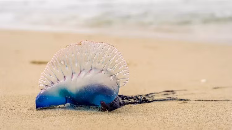 Cảnh sát biển cũng hướng dẫn cách xử lý nếu bị Portuguese Man O' War đốt. Theo đó, mọi người nên xử lý vết đốt bằng cách rửa với nước biển, không sử dụng nước ngọt để rửa hoặc ngâm vùng bị ảnh hưởng vào nước nóng nhất có thể trong 30 phút để trung hòa độc tố. Ảnh: David Ziegler Getty Images.