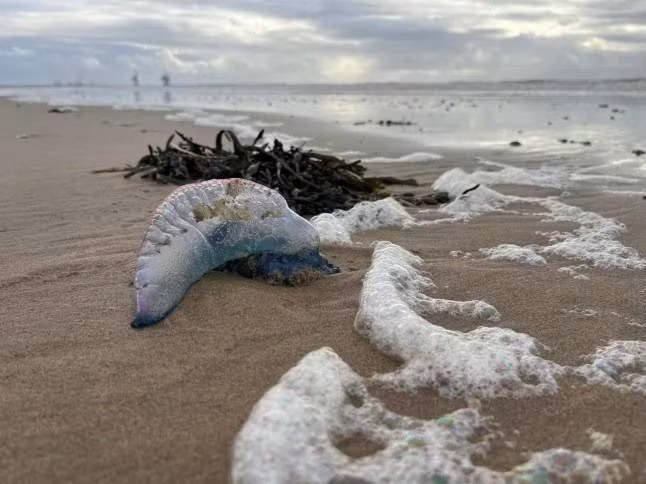 Thường bị nhầm lẫn với sứa do có thân hình trong suốt như bong bóng và các xúc tu dài, Portuguese Man O' War thực chất là một loài siphonophore - tức là một quần thể các sinh vật nhỏ liên kết với nhau, hoạt động như một cơ thể thống nhất. Ảnh: Media Wales.