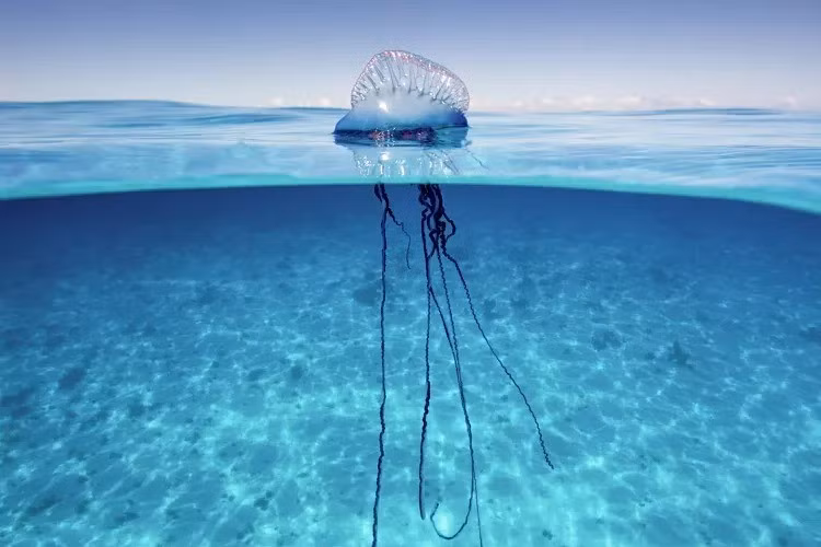 Giới chức trách cho biết những sinh vật Portuguese Man O' War không phải là nguyên nhân gây ra thảm họa bởi chúng thường bị cuốn trôi ra biển khi thủy triều lên. Ảnh: Stephen Frink/Getty Images.