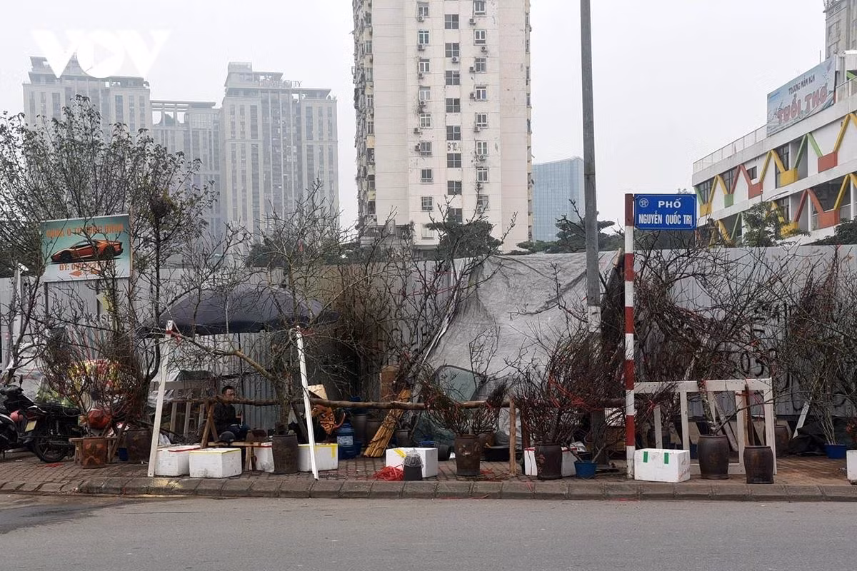 Trên phố Nguyễn Quốc Trị đào rừng đổ bộ chiếm vỉa hè từ nhiều ngày nay.