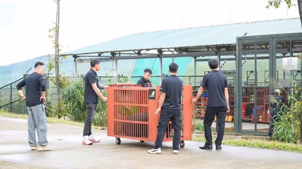 Cá thể được cứu hộ là gấu ngựa cái, có tên Misa, nặng khoảng 120 kg. Nó bị nuôi nhốt hơn 25 năm trong khuôn viên doanh nghiệp. Trước đó, cá thể gấu ngựa trên đã được Cục Lâm nghiệp và Kiểm lâm gắn chip điện tử, lập hồ sơ quản lý và theo dõi định kỳ theo quy định. Ảnh: Tiền phong.
