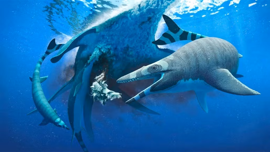 Cho đến nay, các nhà nghiên cứu đã phát hiện 16 loài thương long ở Morocco. Các mỏ phốt phát ở quốc gia này vốn là một phần của chuỗi lớn các tầng quặng phốt phát tích tụ dọc theo rìa biển Tethys và phía Đông Đại Tây Dương vào thời khủng long vẫn đi lang thang trên Trái đất. Ảnh: Andrey Atuchin.