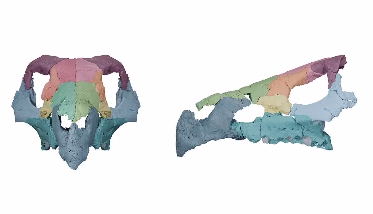 Nghiên cứu mới của các chuyên gia đã giúp giải mã bí ẩn trên. Đồng thời, phát hiện này mở rộng hiểu biết về sự phân bố của khủng long có sừng, nhóm nổi tiếng với loài triceratops, vốn trước đây được cho là chỉ xuất hiện ở châu Á và Bắc Mỹ. Ảnh: Luke Meade.