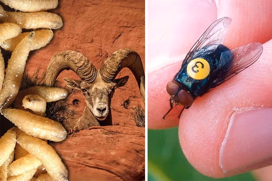 Giòi đinh vít Tân thế giới (NWS), Cochliomyia hominivorax, là ấu trùng của loài ruồi xanh ký sinh đẻ trứng vào vết thương hở hoặc xoang của động vật có vú lớn. Sau khi nở, giòi bắt đầu ăn mô sống của vật chủ. Ảnh: Wild Sheep Foundation and National Deer Association.