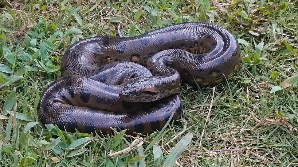 Loài trăn Anaconda đạt kích thước tối đa vào thời điểm cách đây 12 triệu năm và vẫn giữ nguyên kích thước đó cho tới ngày nay. Ảnh: Andres Alfonso-Rojas.