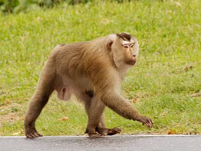 Khỉ đuôi lợn có tên khoa học là Macaca leonina. còn được gọi với các tên khác như khỉ xám, khỉ tông gô Việt... Đây là động vật rừng nguy cấp, quý hiếm, thuộc nhóm IIB, bị hạn chế khai thác, nuôi nhốt, buôn bán. Ảnh: ecologyasia.