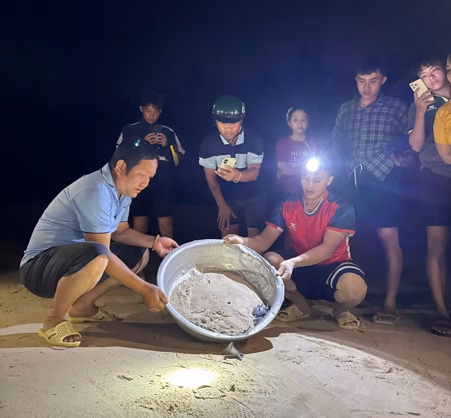 Trong thời gian qua, xã Nhơn Châu duy trì các hoạt động tuyên truyền về bảo vệ môi trường, các loài động vật biển quý hiếm. Nhờ vậy, người dân tại xã đảo nâng cao ý thức bảo vệ rùa biển - loài động vật quý hiếm được bảo tồn nằm trong sách Đỏ của Việt Nam và thế giới. Ảnh: ĐVCC/Báo Gia Lai.