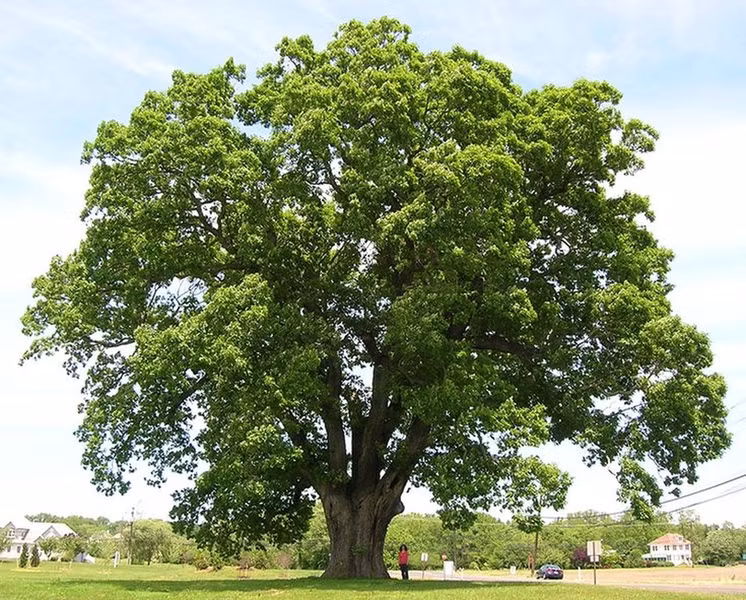 Cây sồi: Người Celt ở châu Âu coi cây sồi là nơi trú ngụ của các vị thần. Sồi cũng gắn liền với sấm sét và thần Thor trong thần thoại Bắc Âu.