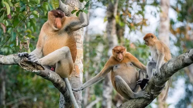 Khi chị T. (ngụ phường Tam Hiệp) đến một quán ăn trên đường Võ Thị Sáu (phường Trấn Biên, Đồng Nai) để ăn sáng, một con khỉ hoang bất ngờ lao tới vồ, cắn nạn nhân. Một số người dân trên địa bàn xác nhận cũng gặp con khỉ hoang này và bị tấn công, gây trầy xước hoặc bị thương nhẹ. Ảnh minh họa: USO via Getty Images.