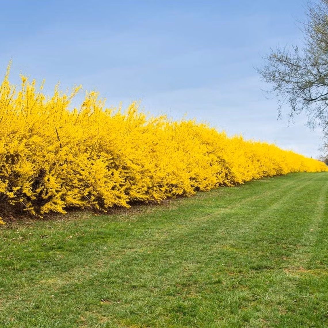 7. Sức sống bền bỉ, ít cần chăm sóc: Forsythia là loài cây cực kỳ khỏe mạnh, chịu lạnh, chịu hạn và ít sâu bệnh. Cây có thể phát triển trong nhiều loại đất, kể cả đất xấu, chỉ cần nơi trồng có nhiều nắng và đất thoát nước tốt.