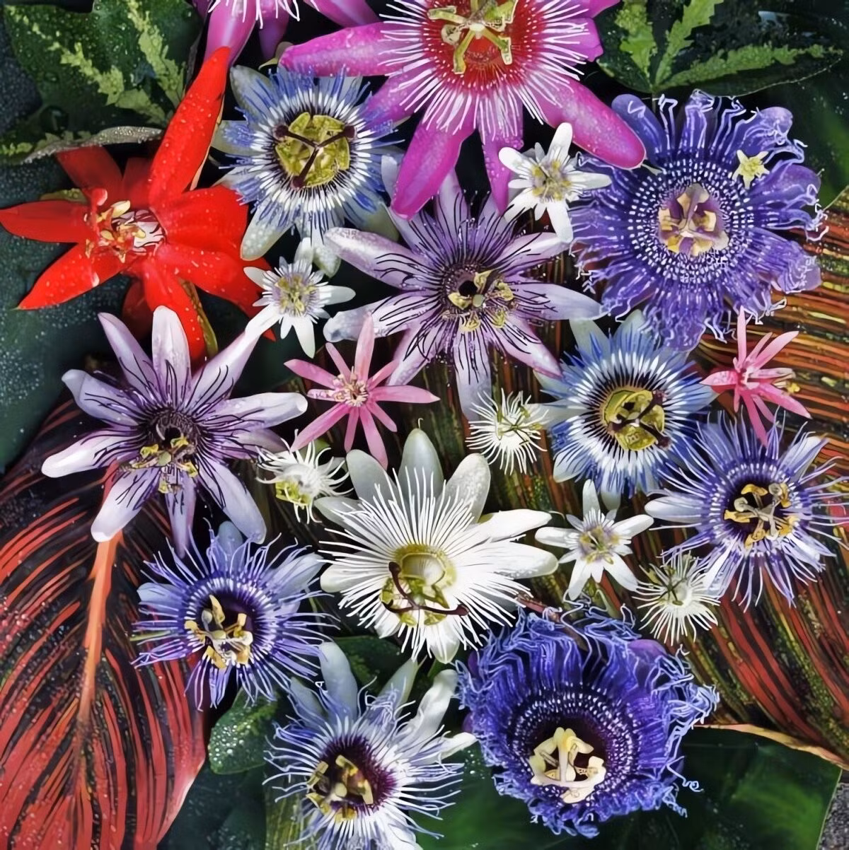 Nhiều giống lạc tiên cho quả hình trứng ăn được – chanh dây (Passiflora edulis) là ví dụ nổi tiếng nhất, được yêu thích khắp thế giới.