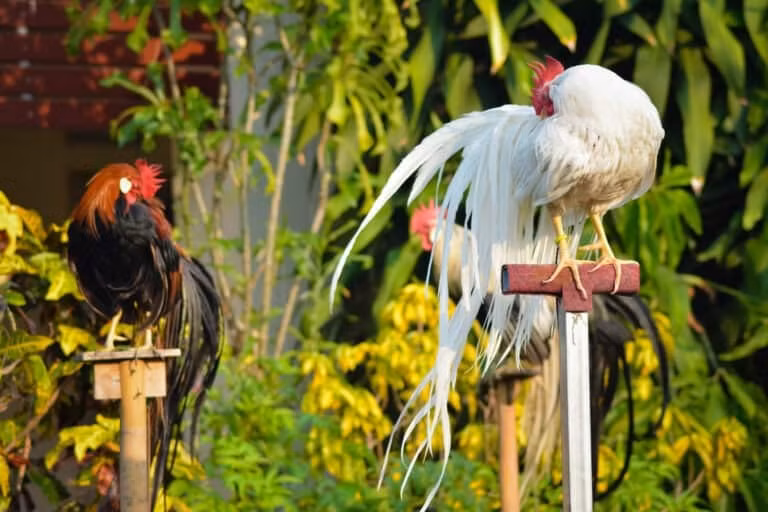 Gà Onagadori là giống gà có nguồn gốc từ Nhật Bản, nổi bật với cái đuôi rất dài. Một số con có thể có bộ đuôi dài tới 6 - 7m. Ảnh: SARAWUT DEEPALA/Shutterstock.com.