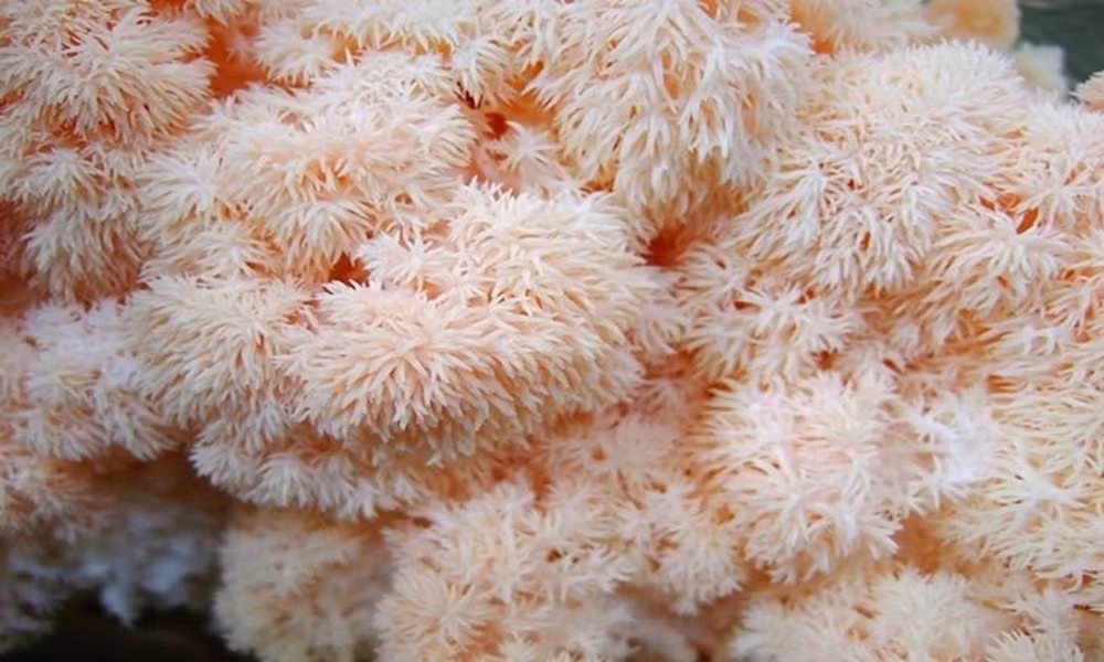 Nấm đầu khỉ, hay nấm bờm sư tử, thuộc họ "Hericiaceae" là loài nấm mọc trên thân cây gỗ mục. Tua nấm rũ xuống như đầu khỉ, lúc già tua dài và chuyển sang màu vàng trông như bờm sư tử.