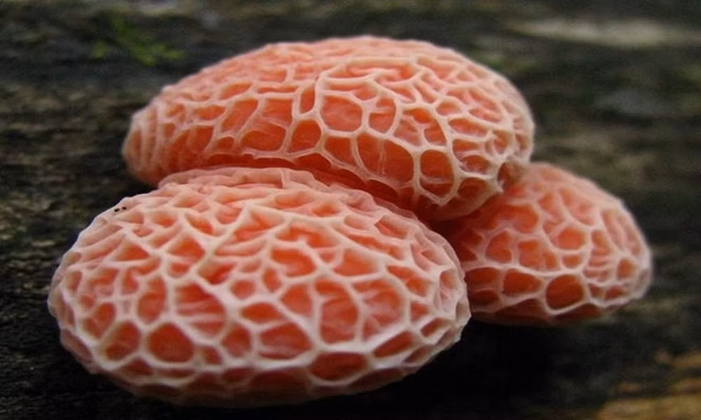 Nấm đào nhăn (Rhodotus palmatus) có màu vàng nhạt hoặc hồng. Hình dáng của chúng tròn giống những quả đào nhưng lại chứa vô số nếp nhăn.