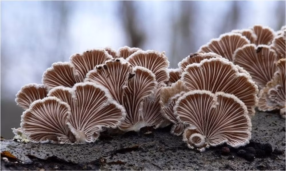 Nấm (Schizophyllum commune) có hình dạng trông như những chiếc mũ. Đây là loại nấm phổ biến sống trên khắp các châu lục, trừ châu Nam Cực.